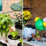 Το χώμα έχει επίσης ημερομηνία λήξης: πώς να ξέρετε αν