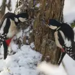 Η απλή παρατήρηση πουλιών μπορεί να επιβραδύνει τη γήρανση του