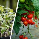 Πού δεν πρέπει ποτέ να καλλιεργείτε ντομάτες: οι κηπουροί ονόμασαν