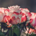 Πώς και πότε να κλαδέψετε τα τριαντάφυλλα για να μεγαλώσουν