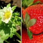 Μπορείτε να μαζέψετε μούρα με τον κουβά: τι να ταΐσετε