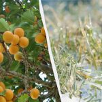 Μια νύχτα θα κρίνει τη μοίρα ολόκληρης της καλλιέργειας: πώς