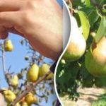 Η αχλαδιά μεγαλώνει αλλά δεν καρποφορεί: ένα λάθος που κάνουν