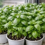 Πώς να μετατρέψετε έναν απλό θάμνο βασιλικού σε ένα ατελείωτο πράσινο δάσος στο περβάζι του παραθύρου σας unnamed-file.png