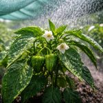 Γιατί οι πιπεριές ρίχνουν τις ωοθήκες τους στη ζέστη και πώς να σώσετε τη σοδειά σε πέντε λεπτά unnamed-file.png