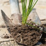 Τα ζιζάνια στα μονοπάτια θα εξαφανιστούν σε μια μέρα: να