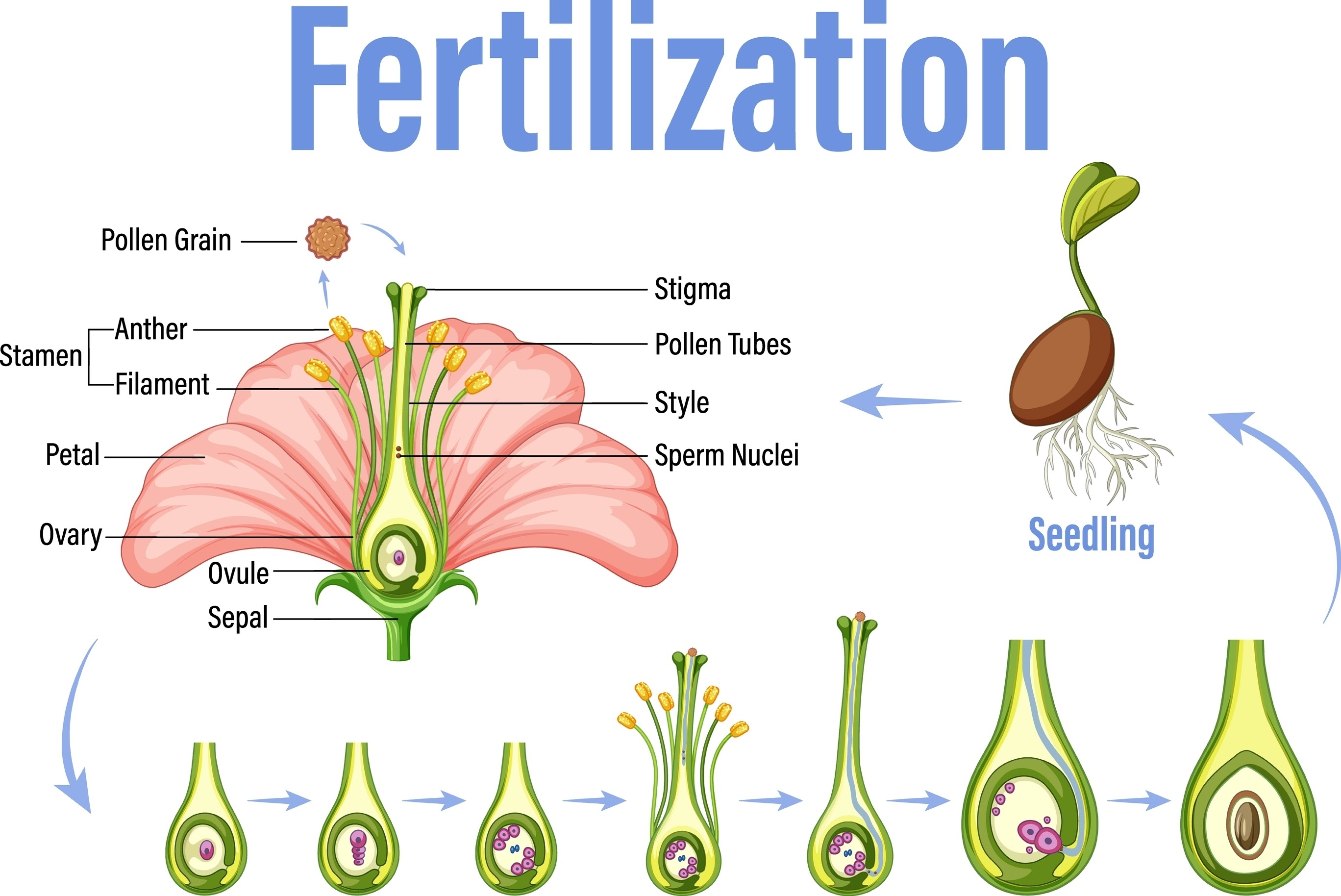Διαδικασία λίπανσης σπορόφυτων, κάντε AI tạo