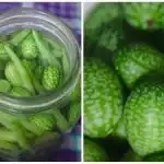 Μίνι-πεπόνια στο κρεβάτι: πώς να καλλιεργήσετε μεξικάνικο αγγούρι και ποιες είναι οι ιδιαιτερότητές του Μίνι-πεπόνια στο κρεβάτι: πώς να καλλιεργήσετε μεξικάνικο αγγούρι και ποιες