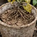 Η ύπουλη παγίδα της τύρφης καταστρέφει τα φυτά μελιτζάνας unnamed-file.png