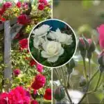 Πώς να κλαδέψετε τα τριαντάφυλλα μετά το χειμώνα: το μυστικό