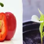 Οι σπόροι θα μεγαλώσουν γρηγορότερα: σε τι να μουλιάσετε τις