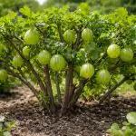 Πώς να κάνετε τα φραγκοστάφυλα να φέρουν μεγάλα μούρα αντί για αγκαθωτά μούρα ζούγκλας unnamed-file.png