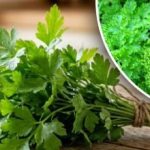 Γρήγορη ανάπτυξη μαϊντανού - εύκολος τρόπος σποράς με σπιτικά τζελ