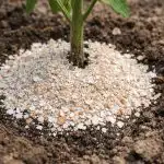 Γιατί οι έμπειροι κηπουροί δεν πετούν τα τσόφλια των αυγών πριν φυτέψουν ντομάτες unnamed-file.png