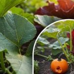 Το μυστικό για μια μεγάλη συγκομιδή κολοκύθας: τι να κάνετε