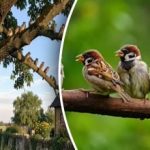 Παλιές μέθοδοι εναντίον νέων κόλπων - πώς να προστατεύσετε τον