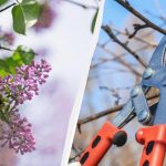 Τα κλαδευτήρια μπορούν να περιμένουν: 6 φυτά που δεν πρέπει