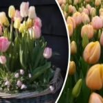 5 απροσδόκητες ιδέες για τουλίπες που θα εκπλήξουν τους γείτονες