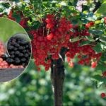 Δύο κουβάδες σταφίδας ανά θάμνο: πώς να προετοιμάσετε το καλύτερο