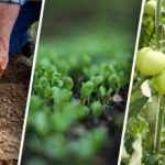 Αλλαγή καλλιεργειών στον λαχανόκηπο: τι να φυτέψετε μετά από τι