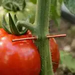 Το χάλκινο σύρμα θα μετατρέψει τις ντομάτες σας σε ένα αήττητο φρούριο κατά της φυτοφθόρας unnamed-file.png