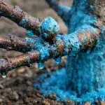 Γιατί οι μηλιές στον οπωρώνα μου δεν προσβάλλονται ποτέ από την ασθένεια του μαϊντανού χάρη σε μια ανοιξιάτικη θεραπεία unnamed-file.png