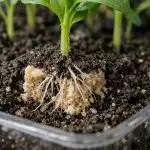 Το μυστικό για ισχυρούς βλαστούς από έναν συνηθισμένο κύβο μαγιάς unnamed-file.png