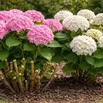 Πώς να κάνετε τις ορτανσίες να απελευθερώσουν τεράστια καπάκια λουλουδιών με το ανοιξιάτικο κλάδεμα unnamed-file.png