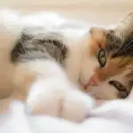 Μπορούν όλες οι γάτες να γουργουρίζουν: οι κτηνίατροι καταλήγουν σε ένα απροσδόκητο συμπέρασμα webp.webp