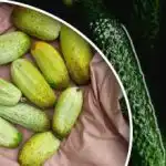 Οι καλλιέργειες αγγουριού μπορεί να χαθούν εντελώς: ποιοι γείτονες τις