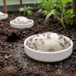 Τα μυρμήγκια θα εγκαταλείψουν το θερμοκήπιο για τα καλά μετά από ένα ανοιξιάτικο πότισμα unnamed-file.png