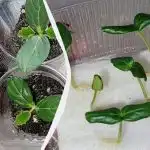 Μεγαλώστε γρηγορότερα από όλους τους γείτονές σας: 5 τρόποι για