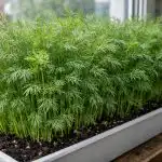 Πλούσια κρεβάτια στο περβάζι του παραθύρου ή πώς να κάνετε τον άνηθο να μεγαλώσει σε έναν τοίχο unnamed-file.png