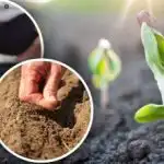 Σεληνιακό ημερολόγιο του κηπουρού για τον Απρίλιο: τι και πότε