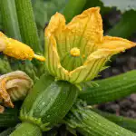 Γιατί τα κολοκυθάκια ανθίζουν κούφια και πώς να τα κάνετε να καρποφορήσουν ήδη από τον Μάιο unnamed-file.png