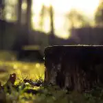 Πώς να αφαιρέσετε ένα κούτσουρο δέντρου χωρίς φτυάρι και μηχανήματα: