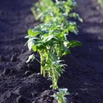 Ποιες ποικιλίες πατάτας θεωρούνται οι χειρότερες: είναι δυσάρεστες, υδαρείς και σχηματίζουν μικρούς κονδύλους 1773953345_-.webp.webp