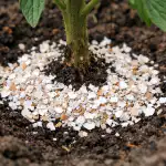 Τα τσόφλια των αυγών θα σώσουν τις ντομάτες σας από τη σήψη και θα ενισχύσουν τις ρίζες τους την άνοιξη. unnamed-file.png