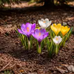 Γιατί οι κρόκοι μετατρέπονται σε κοινό γρασίδι στη σκιά unnamed-file.png