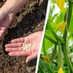 Τα αγγούρια θα αναπτυχθούν γρήγορα και δεν θα αρρωστήσουν: τι να μουλιάσετε τους σπόρους πριν από τη φύτευση Τα αγγούρια θα αναπτυχθούν γρήγορα και δεν θα αρρωστήσουν: τι