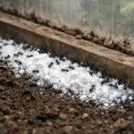 Τα μυρμήγκια θα εγκαταλείψουν το θερμοκήπιο για τα καλά μετά από μία ανοιξιάτικη θεραπεία unnamed-file.png