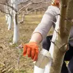 Ποια και πότε είναι η καλύτερη στιγμή για να ασβεστώσετε