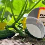 Συγκομιδή μέχρι τον Οκτώβριο: μια απλή συνταγή για το καλύτερο