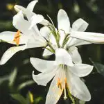 Ένας δικηγόρος διευκρίνισε την ευθύνη για τη διατάραξη των φυτών και των μανιταριών 1774121363_-.jpg