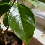 Ο Σκρουτζ στα λεμόνια θα φύγει για πάντα μετά από αυτή την ανοιξιάτικη θεραπεία unnamed-file.png