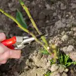 Το ανοιξιάτικο κλάδεμα της τριανταφυλλιάς διεγείρει την ανθοφορία: το καλοκαίρι,