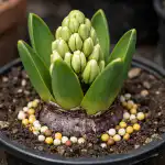 Γιατί οι υάκινθοι παράγουν μόνο φύλλα και αγνοούν την ανθοφορία unnamed-file.png