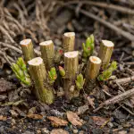 Η Κληματίδα θα εκραγεί με άνθη μετά από έναν ανοιξιάτικο χειρισμό unnamed-file.png