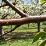 H1: Οι αφίδες στα καλοκαιρινά κεράσια θα εξαφανιστούν για πάντα μετά από μια απλή ανοιξιάτικη θεραπεία h1-.png