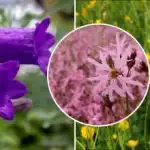 Τι να φυτέψετε στη σκιά: έξι αγριολούλουδα που αναπτύσσονται χωρίς